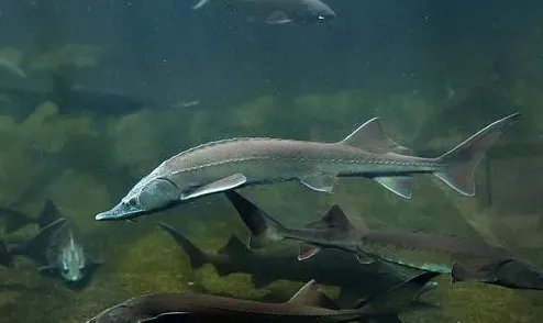 千万斤鲟鱼从甘肃流入四川,这会给水域环境造成影响吗?