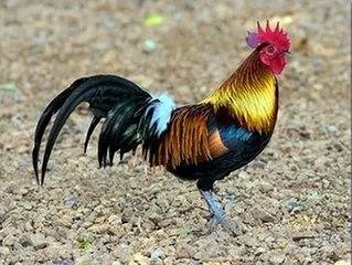 亚洲各国的国鸟是什么?