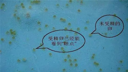 金鱼的卵什么颜色的才能孵化 如何照顾好金鱼宝宝