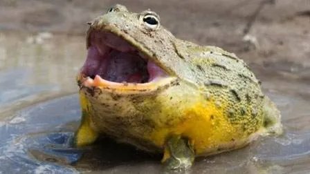 它藏满寄生虫!90%的人却爱吃：一定要注意这些