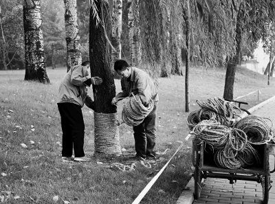 路边树木安呼吸道，如何科学的养殖树木？