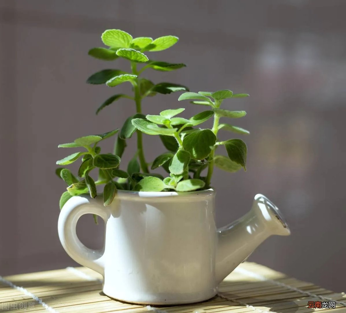 驱蚊效果最好的植物 清香木驱蚊草真的能驱蚊吗