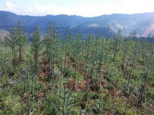 杉树种植最佳时间是什么时候 这样种植杉树长得快