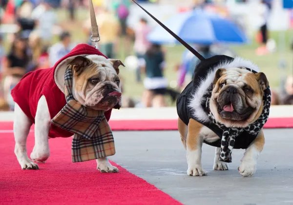 巨型狗头蝙蝠图片