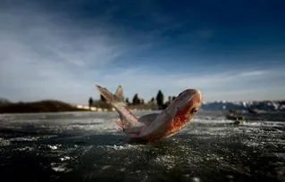 查干湖冬捕头鱼卖出2999999元，买头鱼究竟有何寓意？