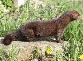 丹麦宣布捕杀1700万只水貂，为何会引起网友热议呢？