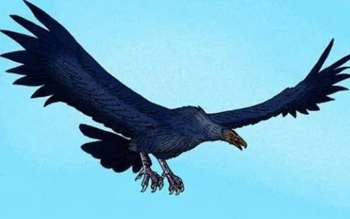 阿根廷巨鸟有多大?阿根廷巨鸟为什么会灭亡?