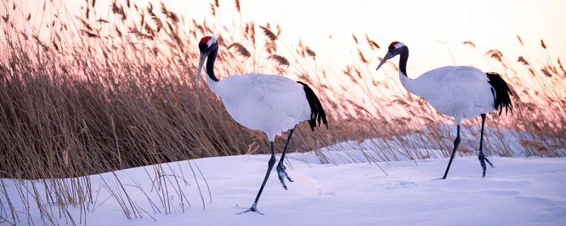 丹顶鹤的丹顶是什么