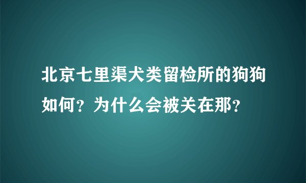 北京七里渠犬类留检所的狗狗如何？为什么会被关在那？