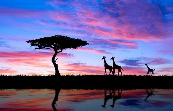 长颈鹿每天的睡眠时间大约是多少  长颈鹿一天一般睡几个小时