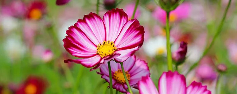 波斯菊种植方法 波斯菊怎么种植