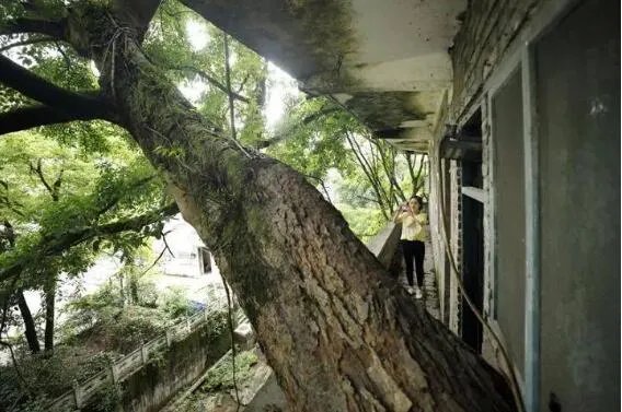 重庆400年老树穿楼生长 现场画面曝光十分的震撼