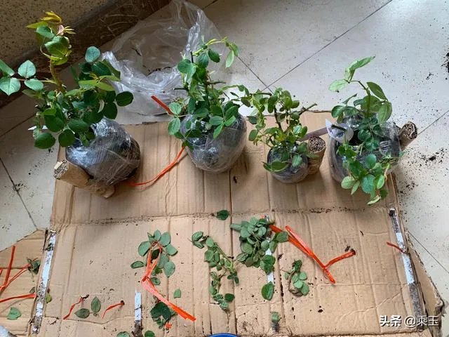 淘宝花店有没有推荐的？