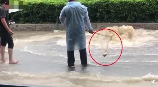 广州雨后路人当街捕鱼 现场画面曝光看到鱼后网友惊呆了