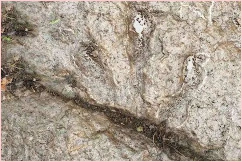 小男孩发现恐龙足迹，你怎么看待这个特别的恐龙迷？