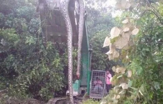 辽宁大蛇事件图片 巨蛇渡劫化龙事件是不是真的