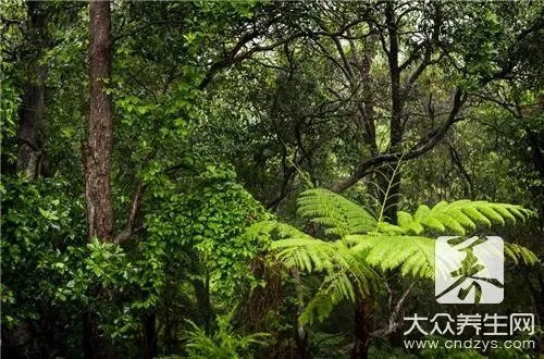 新房除甲醛最好的植物