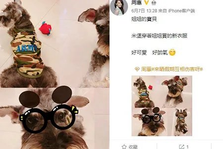 周蕙生日狂收蛋糕发文感谢 晒狗狗照片称好帅气