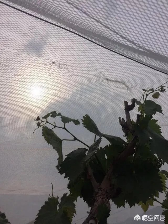 农村果园覆盖的防冰雹网是否能起到作用？