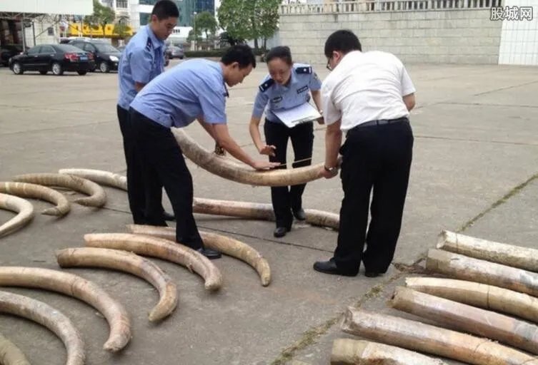 海关截获走私象牙 买卖象牙在中国合法吗