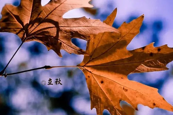 2022年8月7号立早秋还是晚秋