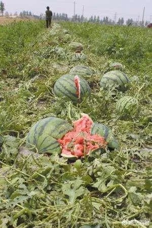 农村果园覆盖的防冰雹网是否能起到作用？