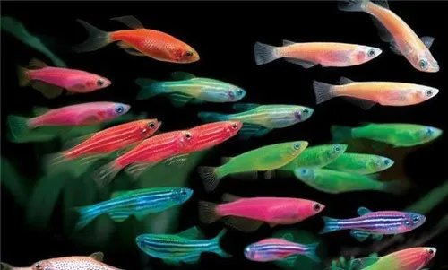 淡水观赏鱼种类有哪些 怎么养观赏鱼