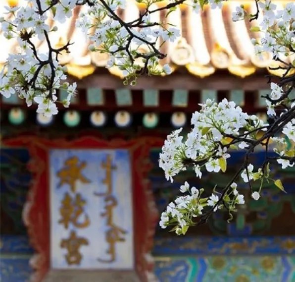 故宫承乾宫梨花盛开 顺治帝董鄂妃曾在此居住
