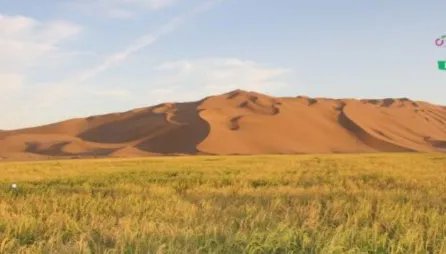 沙漠水稻已经成功种植了吗?