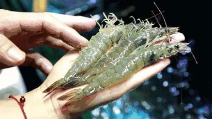 被虾刺中险被截肢：是怎么回事,小小海虾引起风波真相