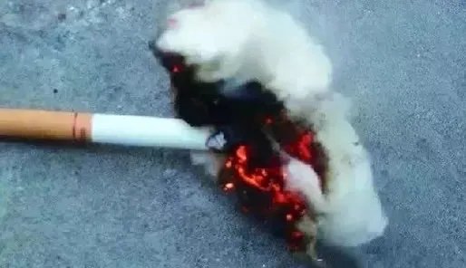 高空烟头点燃小区画面：具体经过详情结果怎样