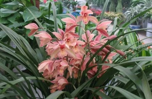 官方回应综艺嘉宾采摘珍稀植物，哪些植物不能随意采摘？