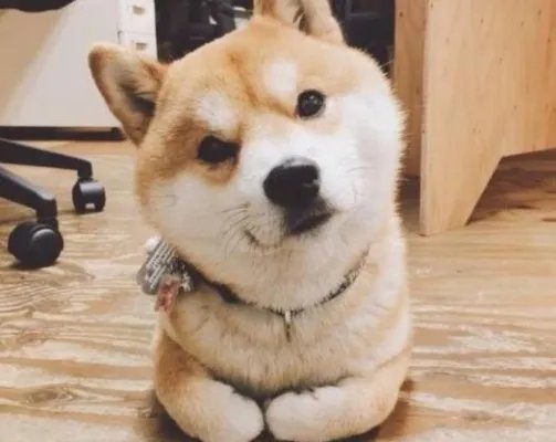 首尔全面禁止屠狗是怎么回事 禁止屠狗背后的原因究竟是什么