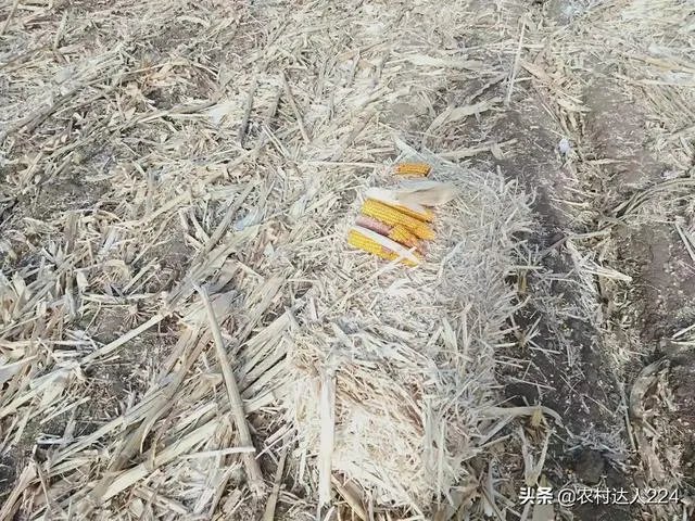 农村代加工项目官网