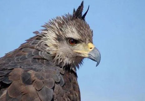 阿根廷巨鸟有多大?阿根廷巨鸟为什么会灭亡?