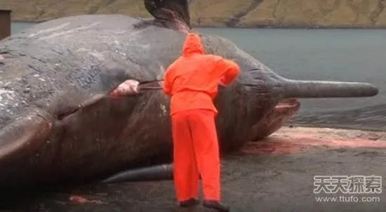 男子解剖香鲸 竟发生神奇一幕(画面吓人)