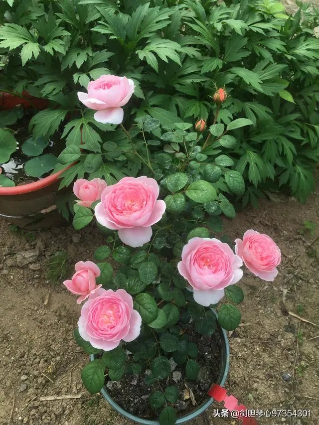 淘宝花店有没有推荐的？