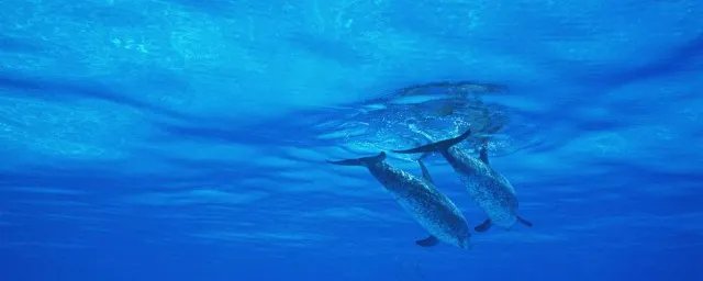 大海的资料 关于大海的资料介绍