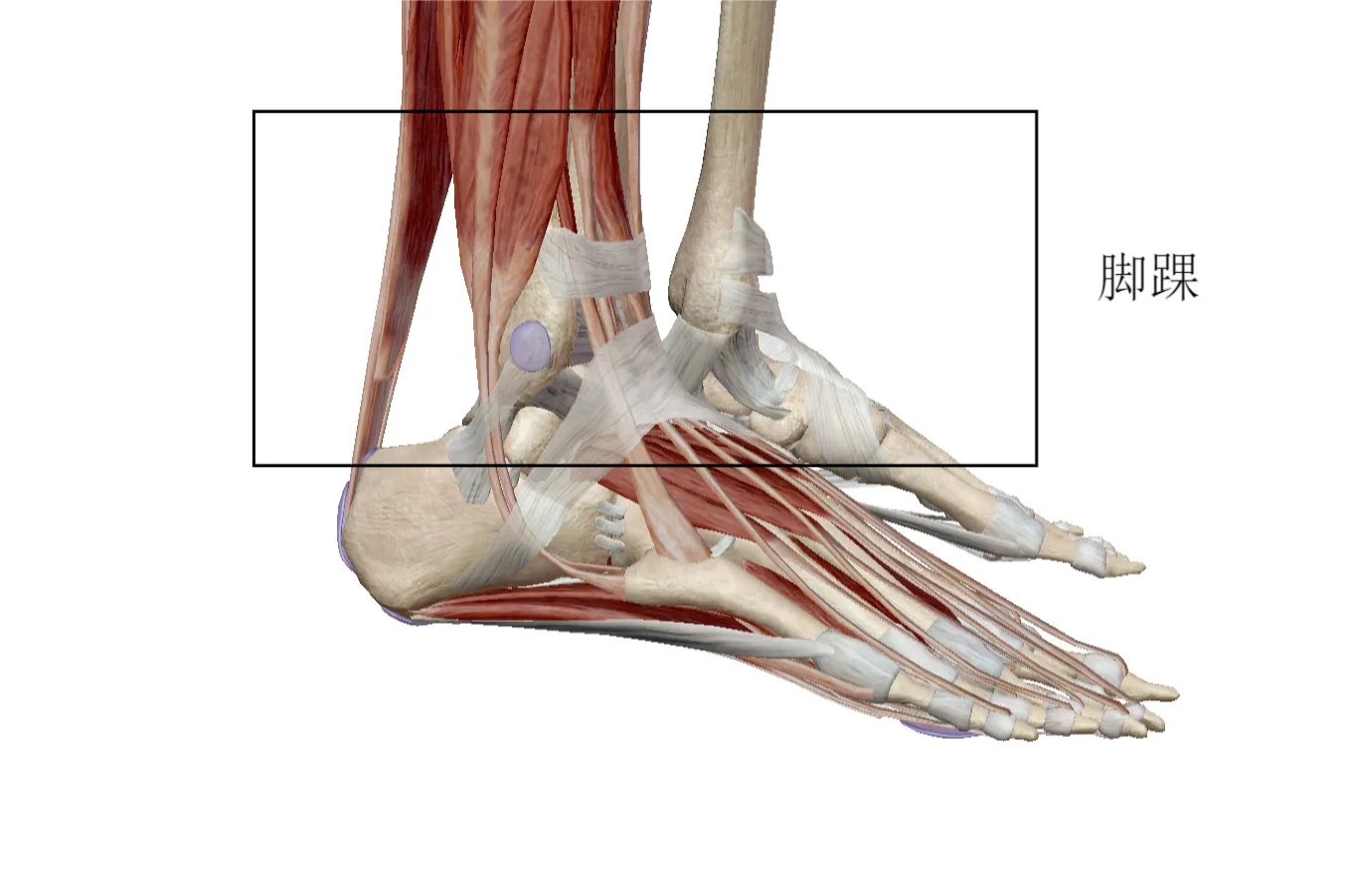 脚踝具体位置图片