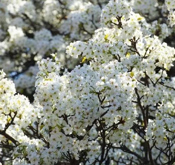故宫承乾宫梨花盛开 顺治帝董鄂妃曾在此居住
