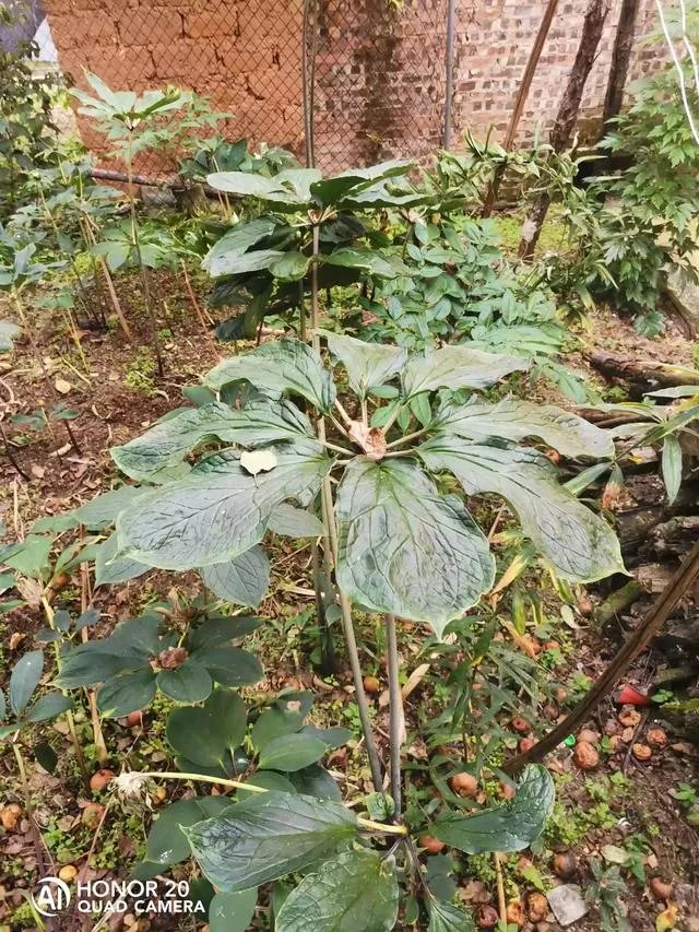 现在种植中药材赚钱吗？