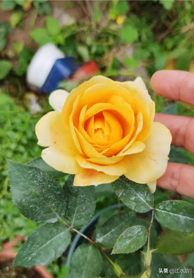 淘宝花店有没有推荐的？