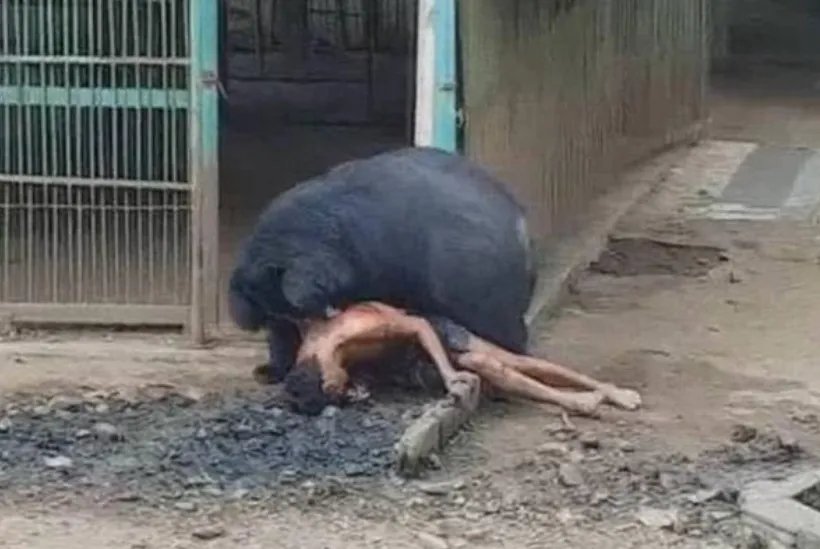 泰游客被黑熊拖咬后还活着吗？