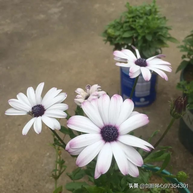 淘宝花店有没有推荐的？