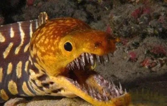 辽宁大蛇事件图片 巨蛇渡劫化龙事件是不是真的