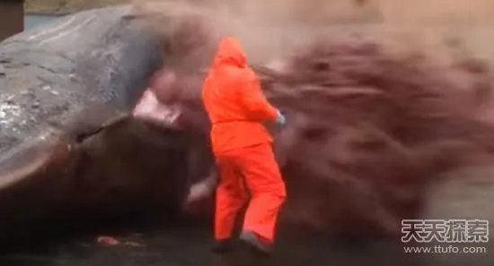 男子解剖香鲸 竟发生神奇一幕(画面吓人)