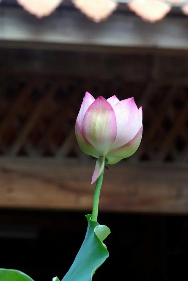 宾得单反相机怎么样？