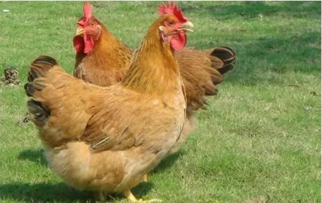 适合湖北农村小型养殖场的散养土鸡哪个品种好?
