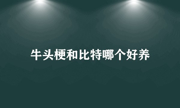 牛头梗和比特哪个好养