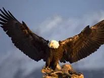 亚洲各国的国鸟是什么?